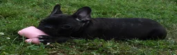 French Bulldog dogs for sale: Brady - Ad 6
