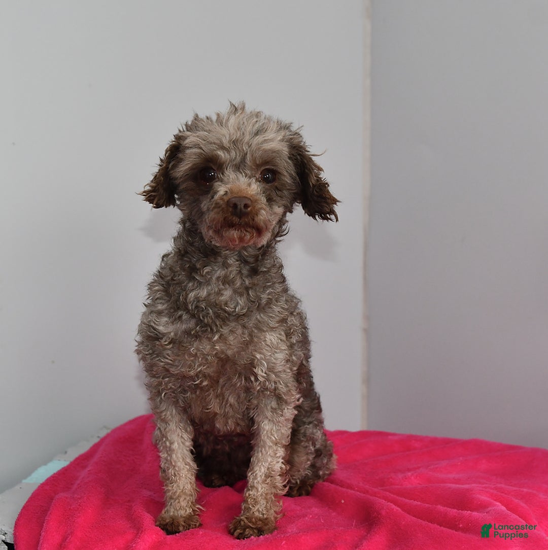 Toy Poodle dogs for sale: Shella - Ad 3