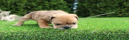 English Bulldog dogs for sale: Dash - Ad 4