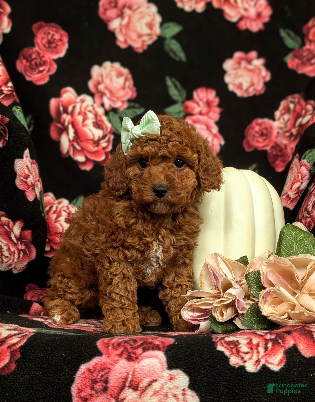 Miniature Poodle dogs for sale: Whitley - Ad 3