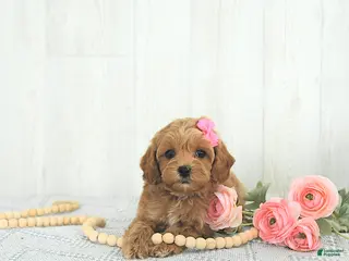 Cockapoo dogs Buttons EXTRA SMALL - Ad 37