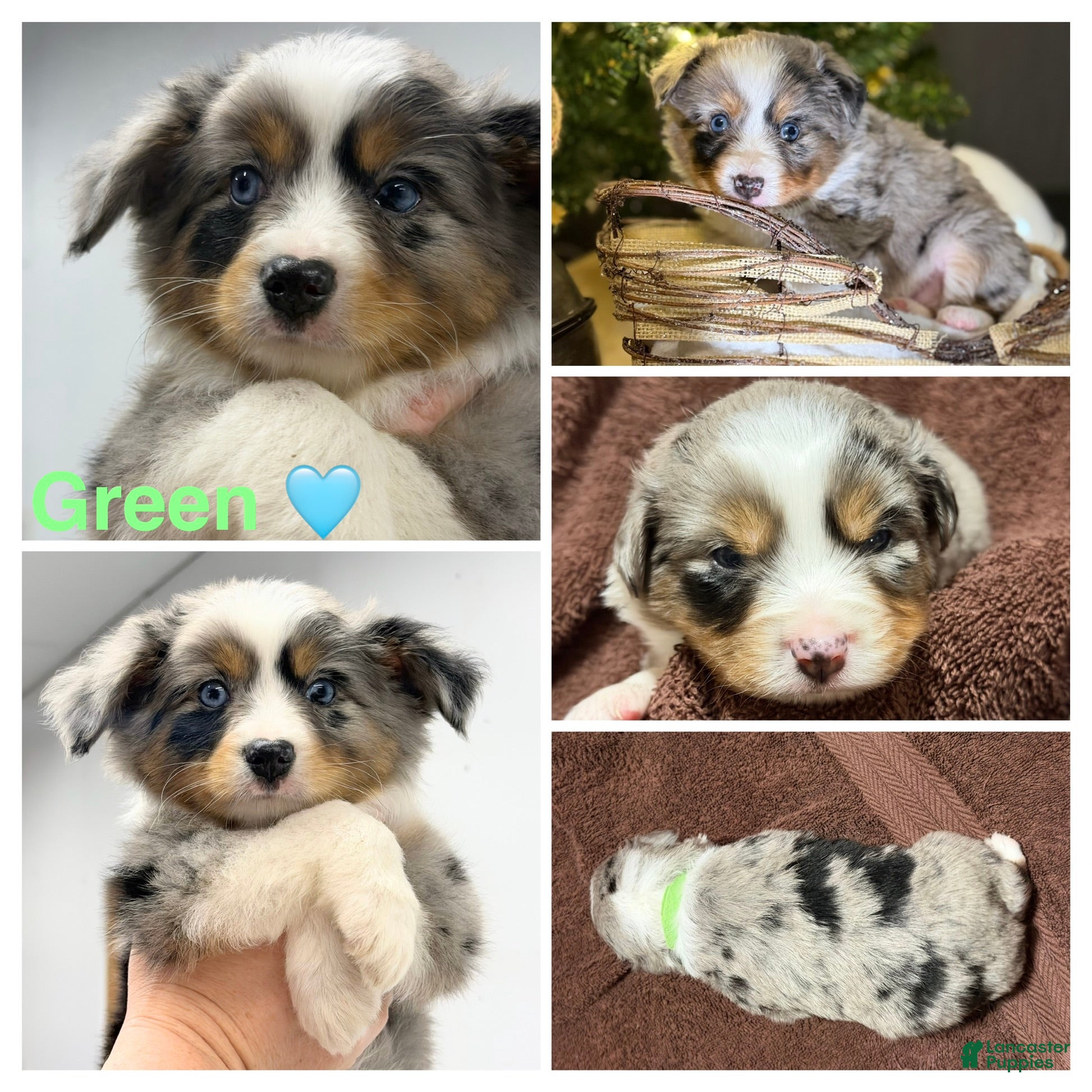 Miniature Australian Shepherd dogs GREEN - Ad 32