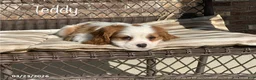 Cavalier King Charles Spaniel dogs for sale: Teddy - Ad 1