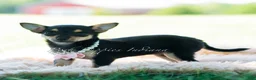 Chihuahua dogs for sale: Permedia - Ad 3
