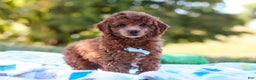Miniature Poodle dogs for sale: Winston - Ad 7