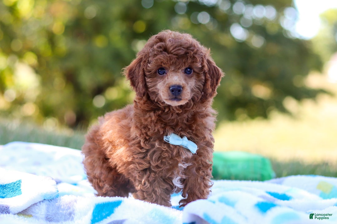 Miniature Poodle dogs for sale: Winston - Ad 7