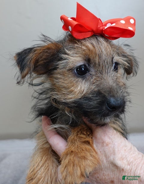 Yorkshire Terrier dogs 4 lbs turning silver - Ad 9