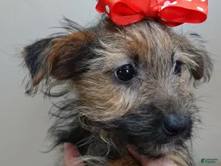 Yorkshire Terrier dogs 4 lbs turning silver - Ad 9