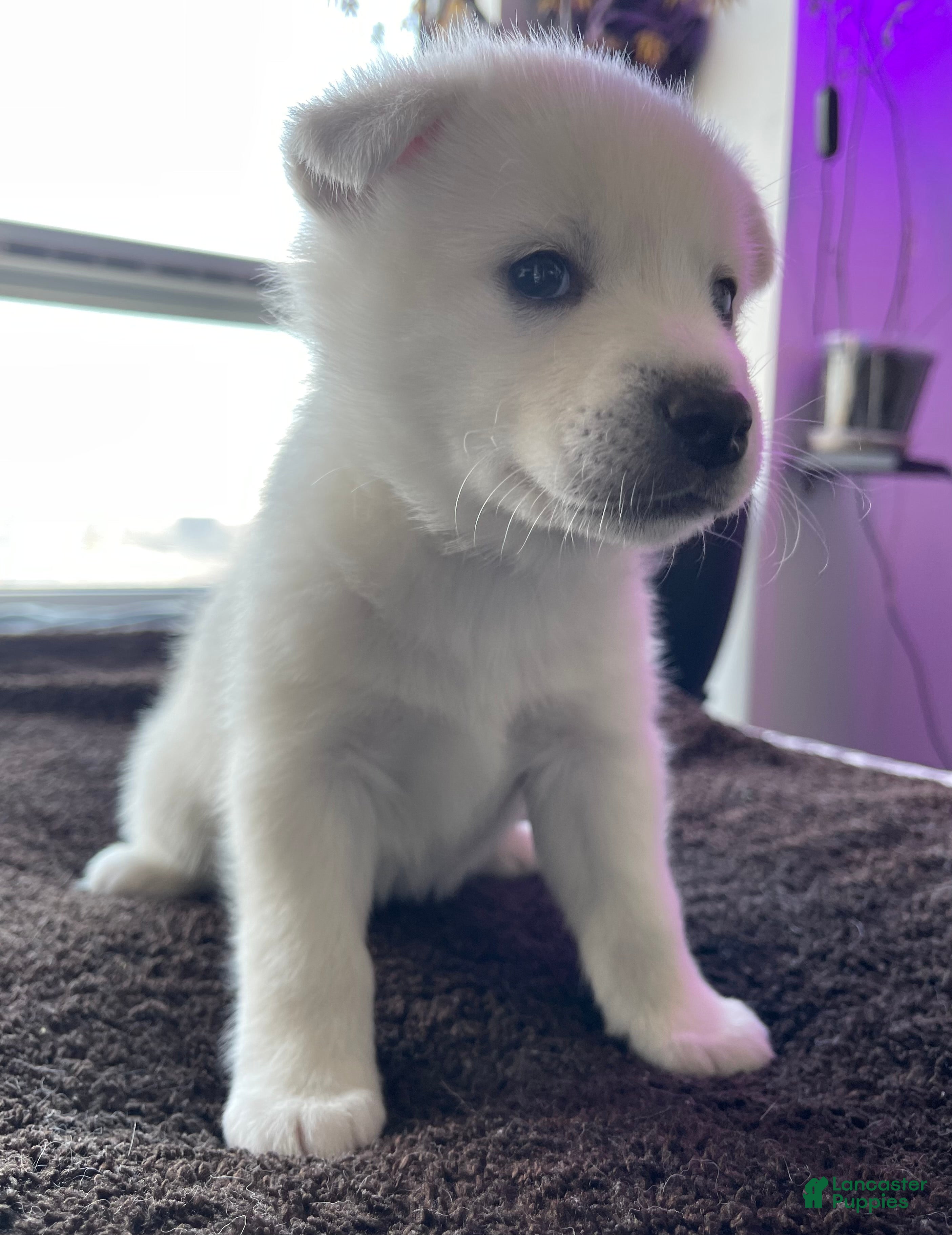 Alaskan Klee Kai dogs Ghost  - Ad 4