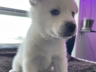 Alaskan Klee Kai dogs Ghost - Ad 4