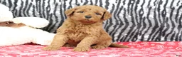 Mini Goldendoodle dogs for sale: Bandit - Ad 3