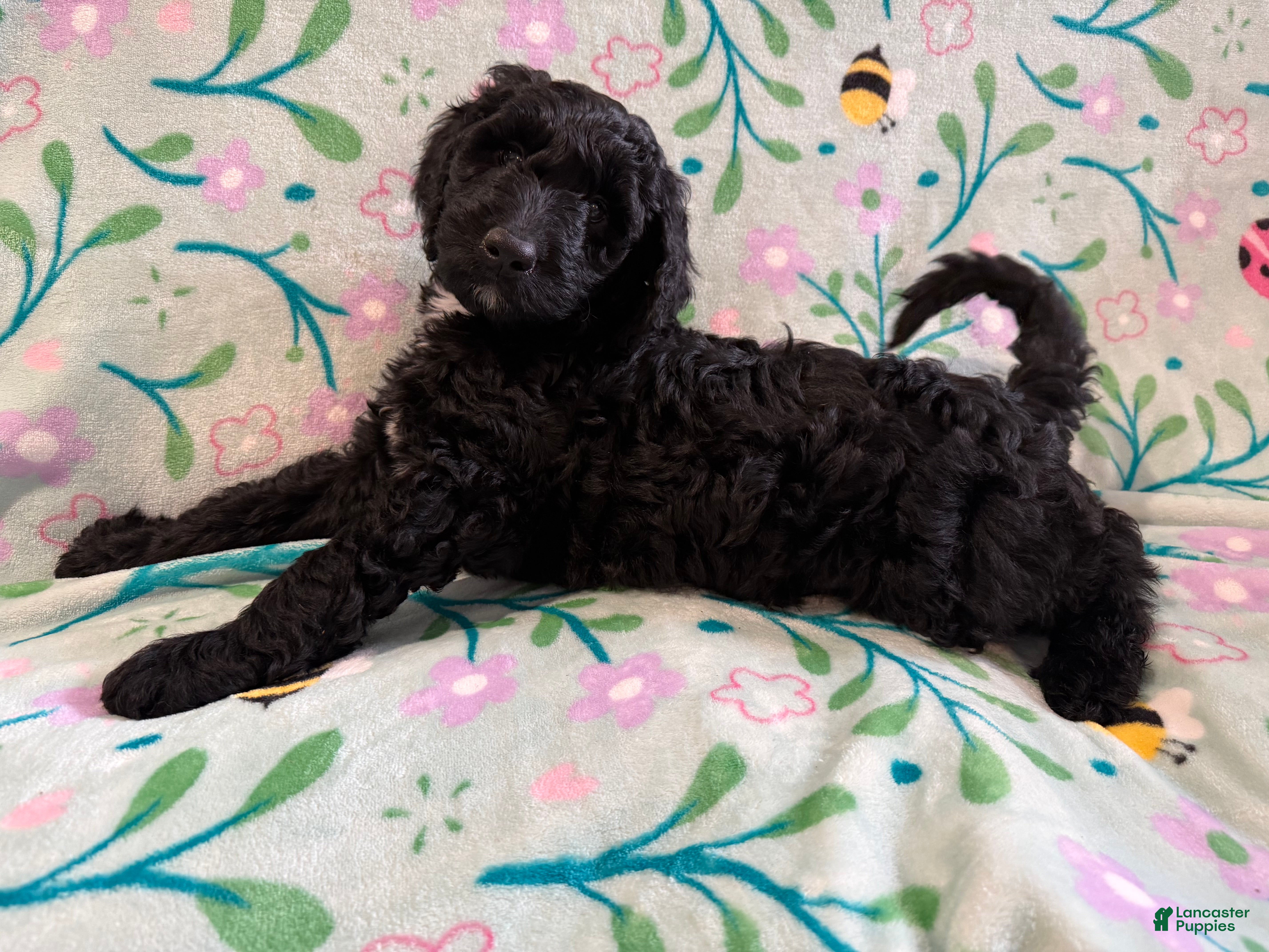 Goldendoodle dogs Oreo - Ad 1