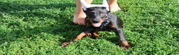 Doberman Pinscher dogs for sale: Doberman Pinscher 1 - Ad 11