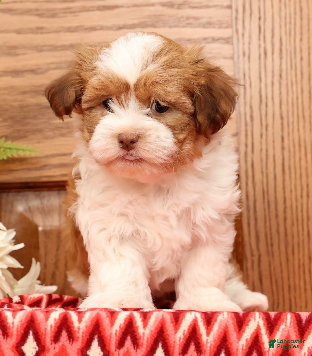 Havanese dogs for sale: Tonya - Ad 1