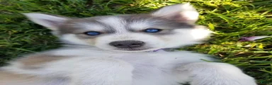 Siberian Husky 2