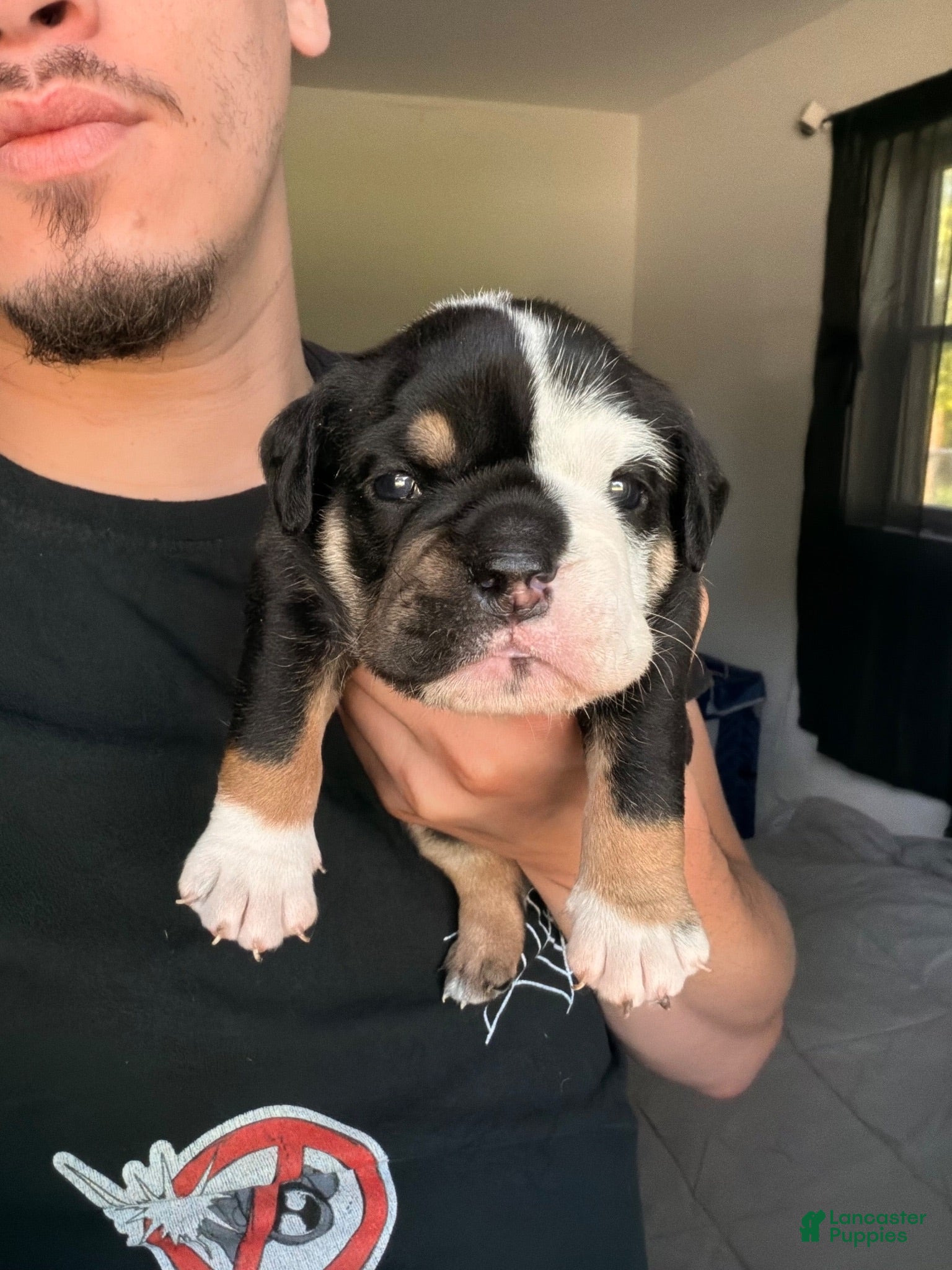 English Bulldog dogs Male Black Tri - Ad 2