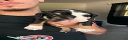 English Bulldog dogs for sale: Male Black Tri - Ad 2