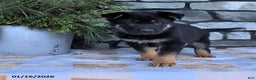 German Shepherd dogs for sale: Bowser - Ad 3