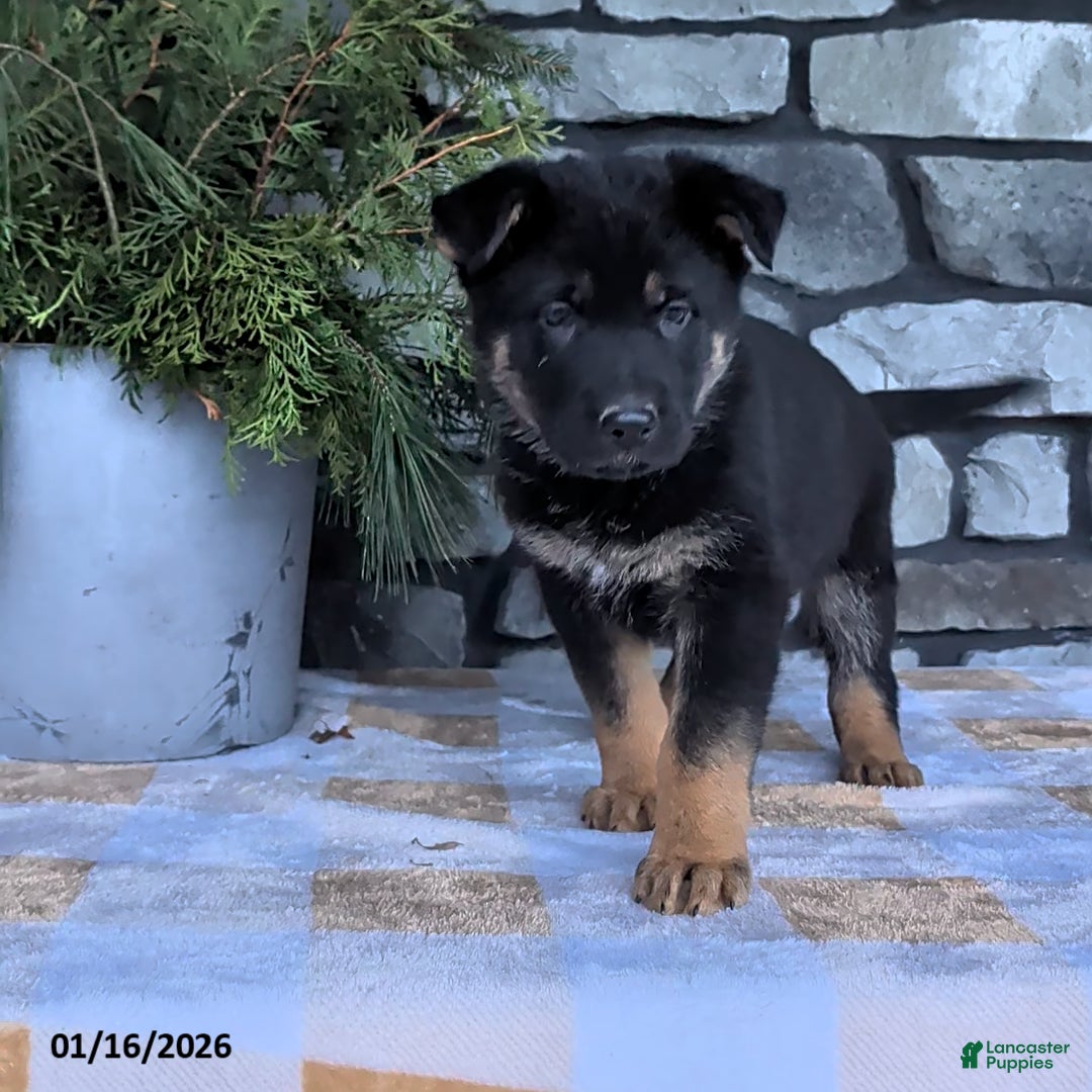 German Shepherd dogs for sale: Bowser - Ad 3