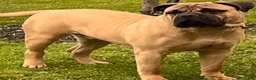 Bullmastiff dogs for stud: Harley - Ad 1