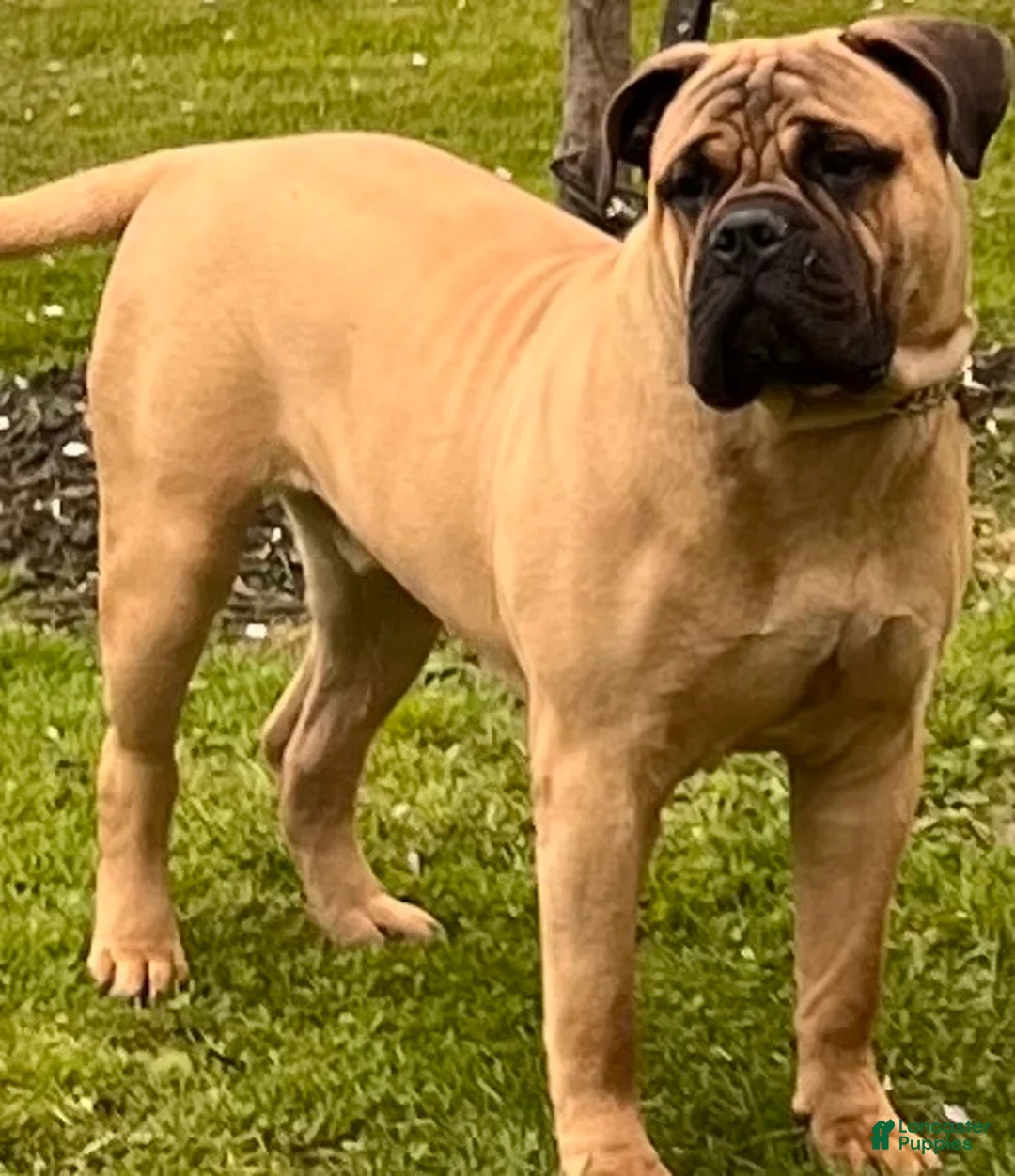 Bullmastiff dogs for stud: Harley - Ad 1