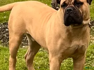 Bullmastiff dogs for stud: Harley - Ad 3