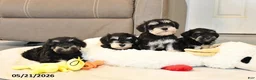 Miniature Schnauzer dogs for sale: Indy - Ad 5
