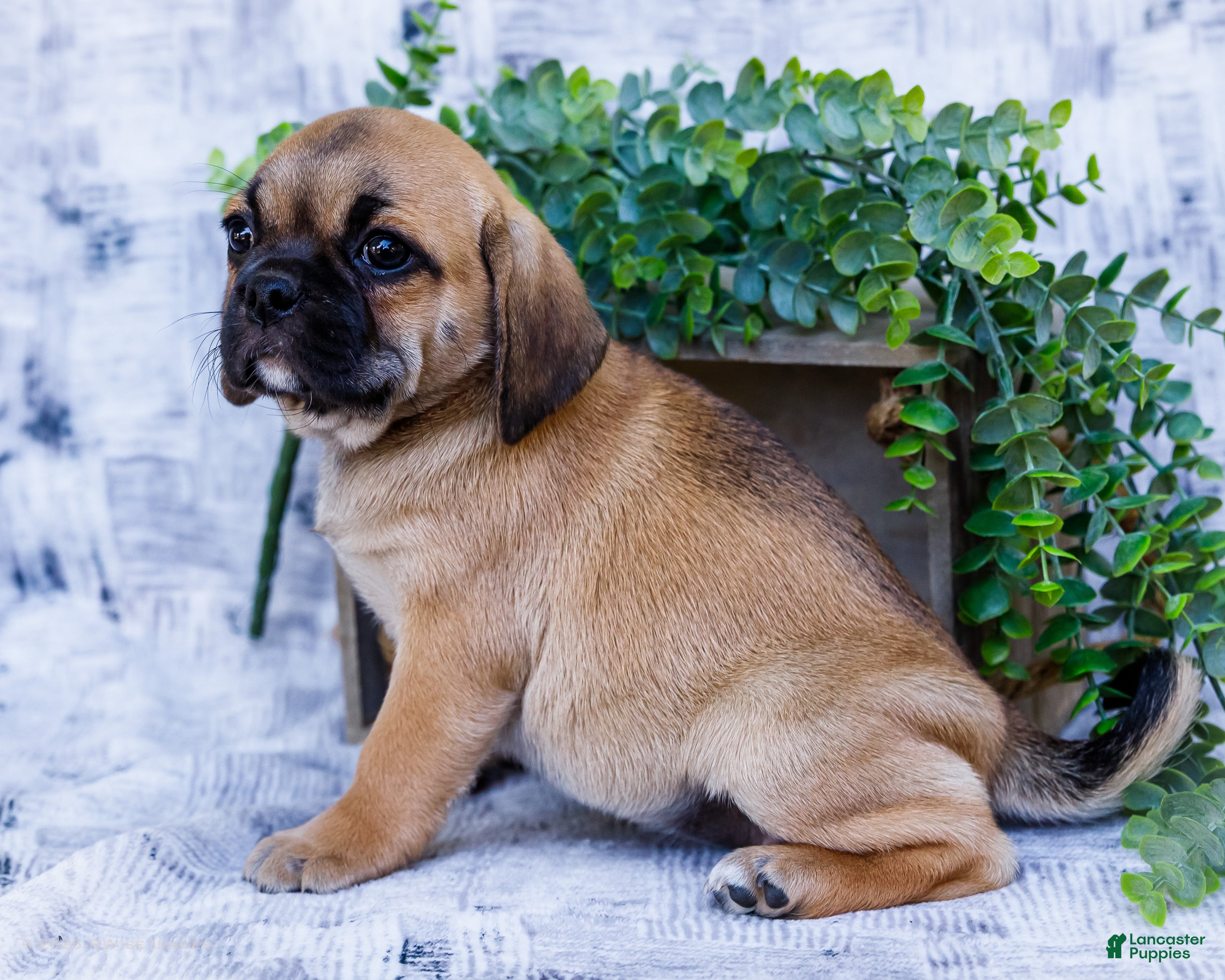 Puggle dogs for sale: Bella - Ad 3