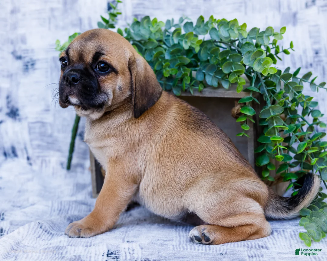 Puggle dogs for sale: Bella - Ad 1