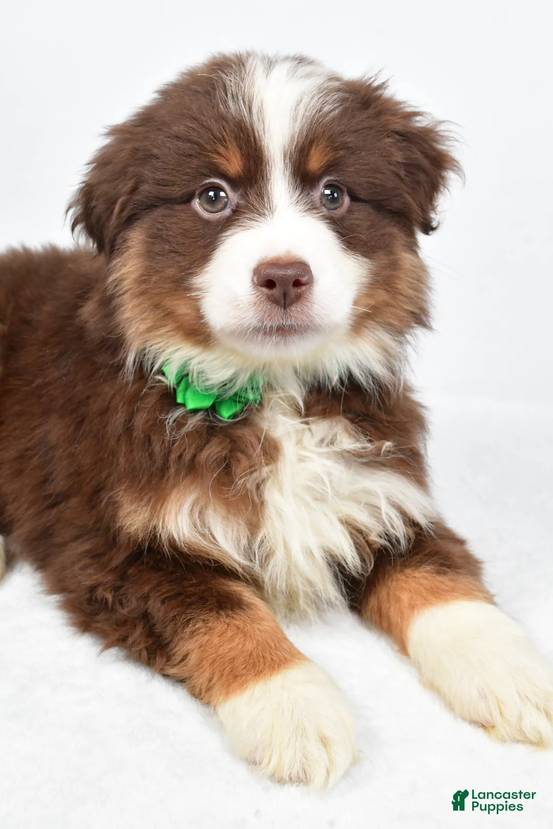Miniature Australian Shepherd dogs for sale: Rebekah - Ad 3