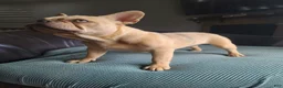 French Bulldog dogs for sale: Coco merle male - Ad 4