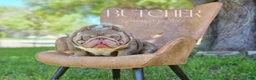 American Bully dogs for sale: Micro American Bully Female Puppy Crown Bape Bloodline - Ad 4