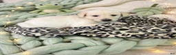 Goldador dogs for sale: Goldador 6 - Ad 1