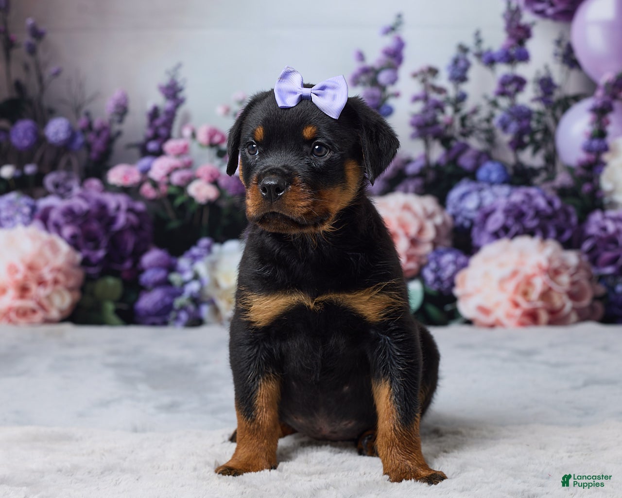 Rottweiler dogs Raven - Ad 1
