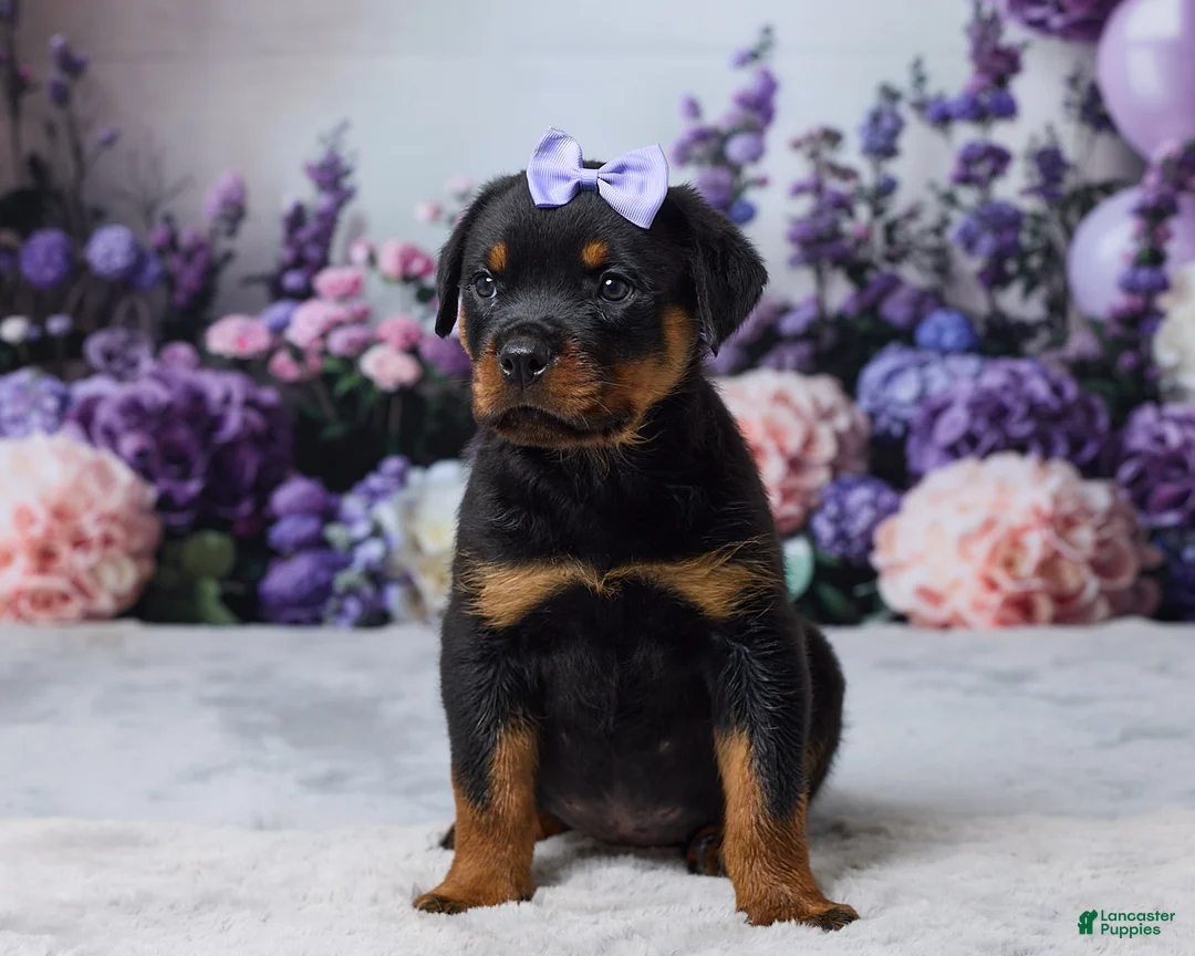 Rottweiler dogs for sale: Raven - Ad 1