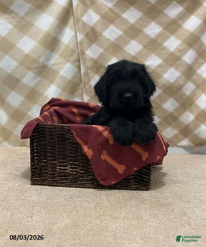 Giant Schnauzer dogs Baxter - Ad 1