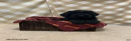 Giant Schnauzer dogs for sale: Baxter - Ad 1