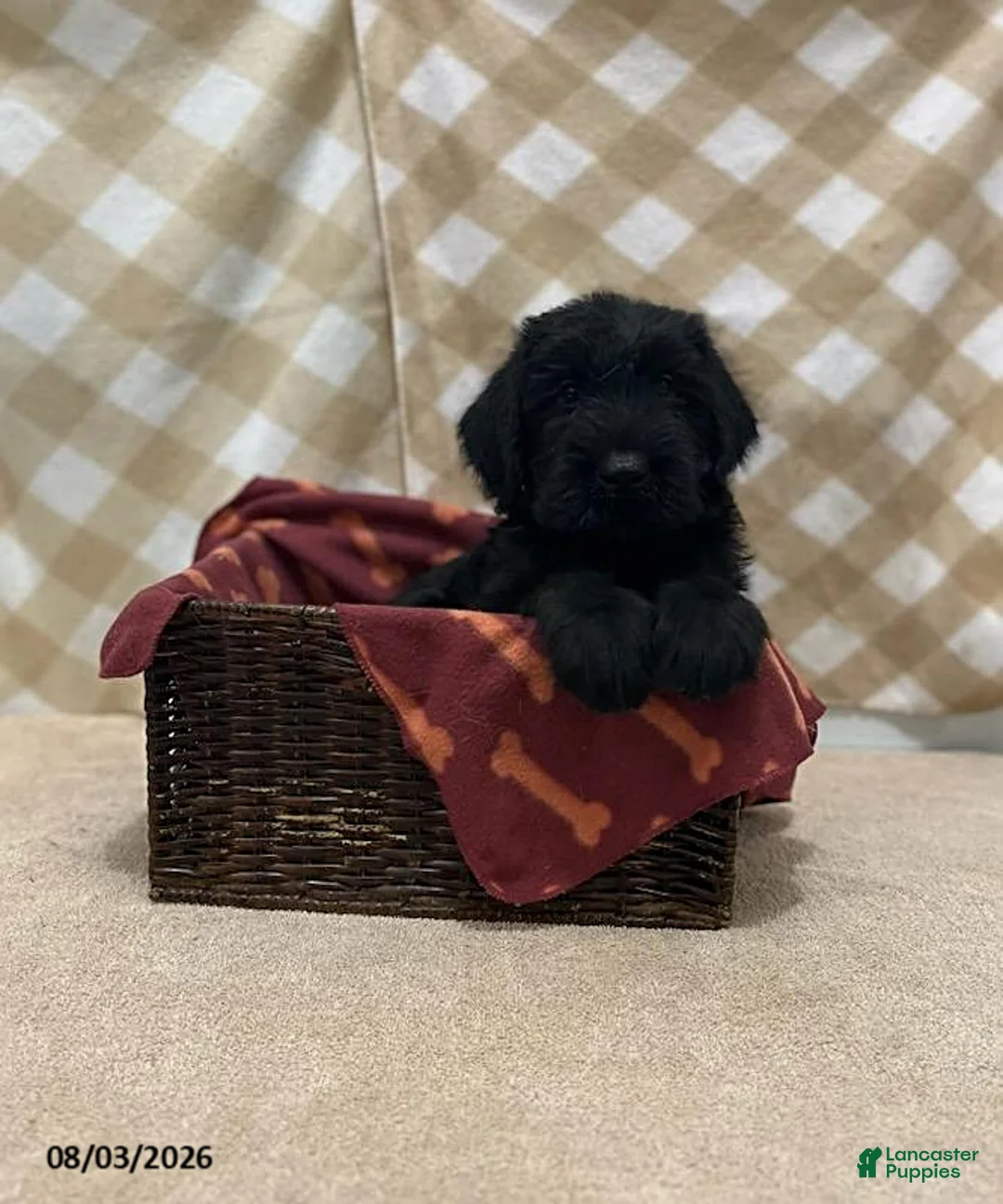 Giant Schnauzer dogs for sale: Baxter - Ad 1