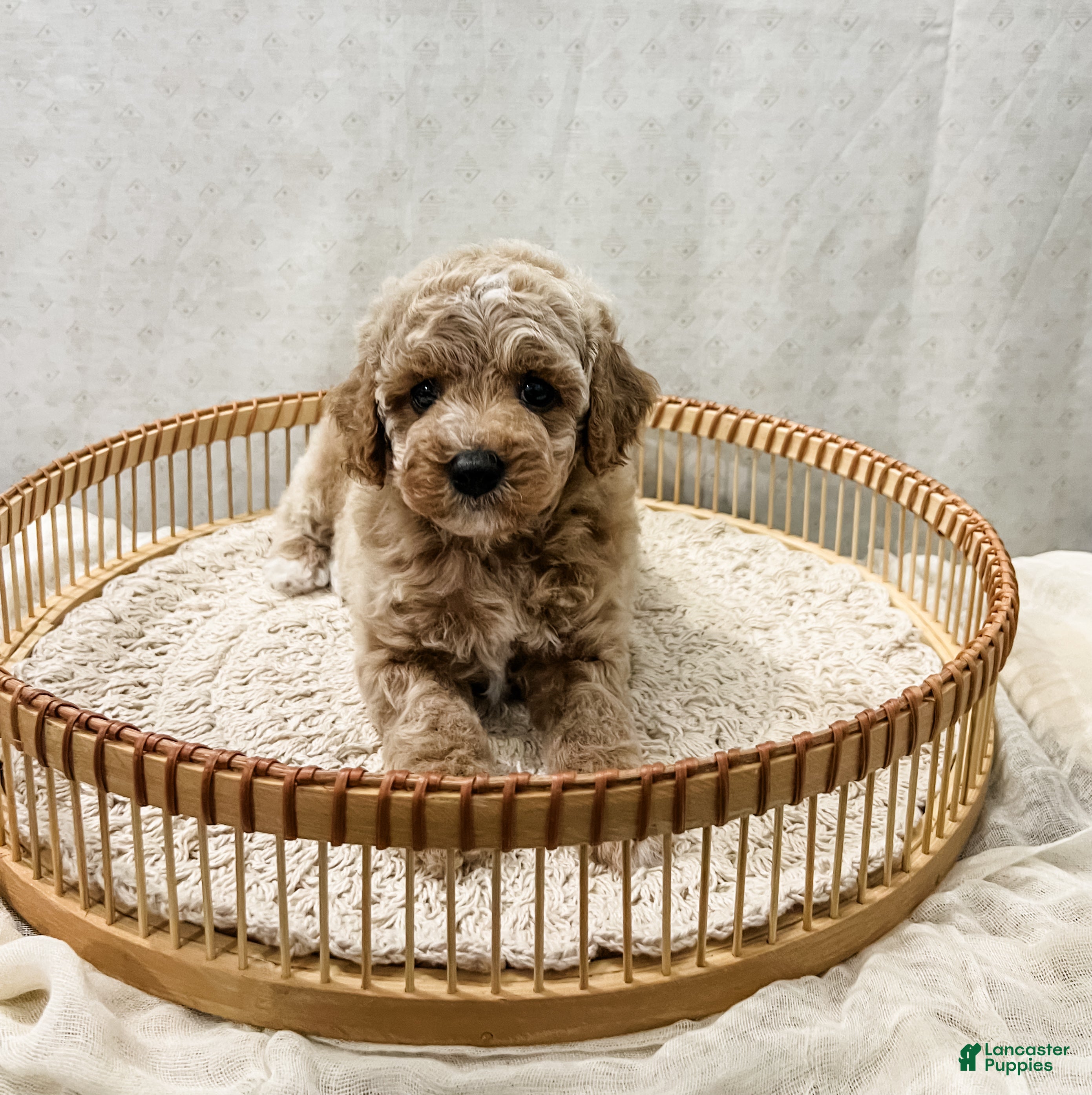 Cavapoo dogs Scottie - Ad 2