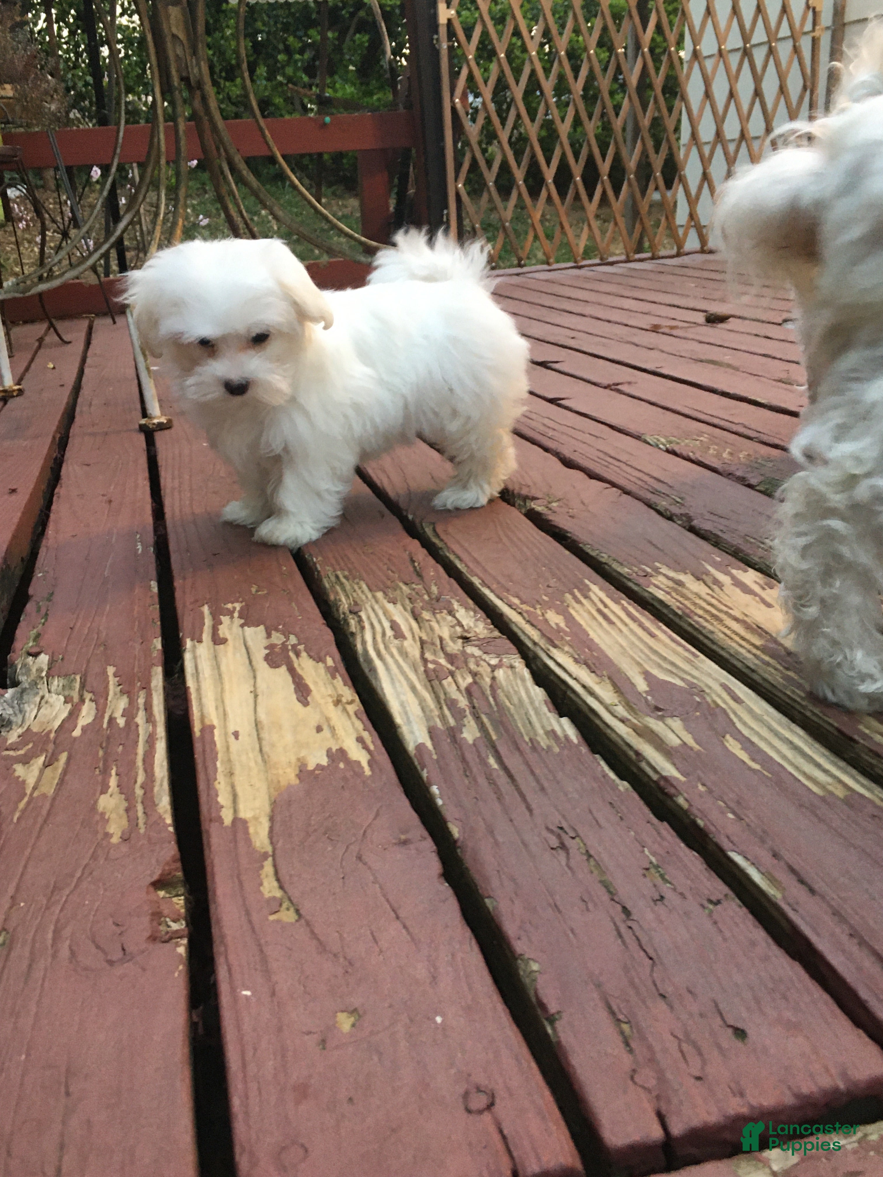 Maltese dogs Maltese Puppy 1 - Ad 2