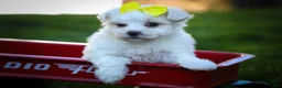 Maltese dogs for sale: Miley💜 - Ad 7