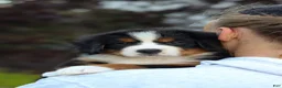 Bernese Mountain Dog dogs for sale: Mila - Ad 11