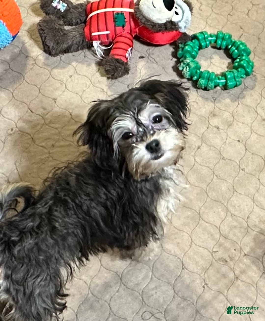 Shihpoo dogs for sale: Shihpoo Puppy 5 - Ad 4