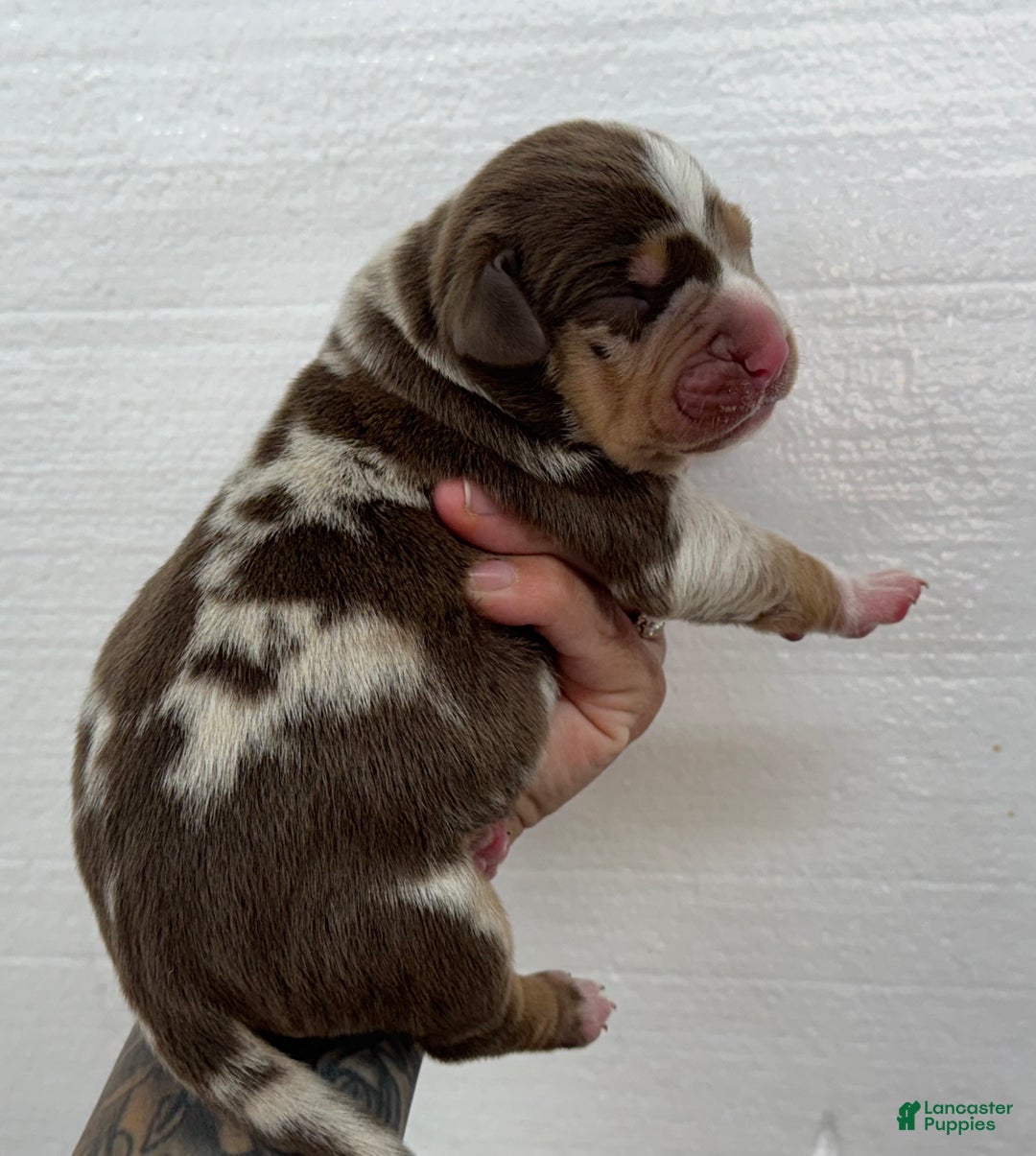 Catahoula Leopard Dog Puppy for sale in Orangeburg Lancaster