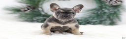 French Bulldog dogs for sale: Jordan - Ad 4