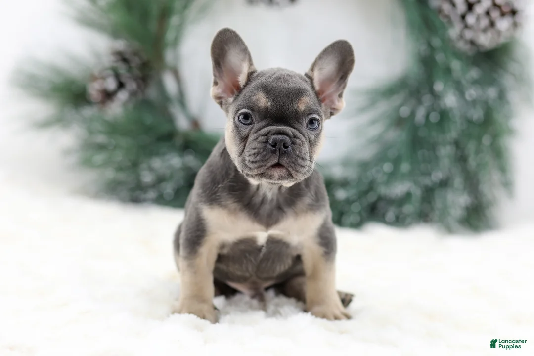 French Bulldog dogs for sale: Jordan - Ad 4