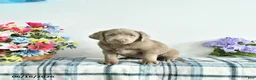 Labrador Retriever dogs for sale: Crystal - Ad 4