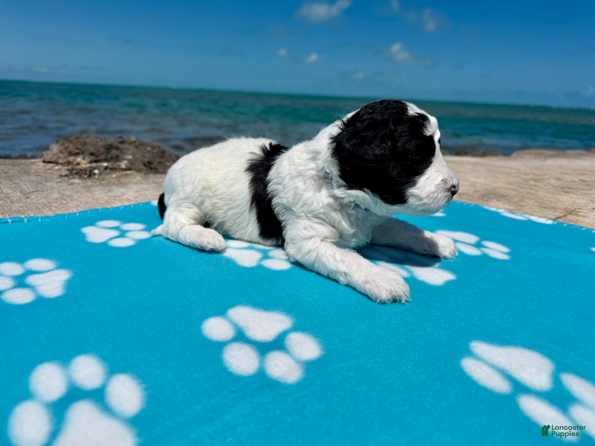 Miniature Poodle dogs Miniature Poodle Blue - Ad 2