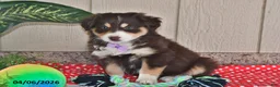 Australian Shepherd dogs for sale: Sophia  - Ad 3