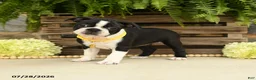 Boston Terrier dogs for sale: Tonya - Ad 3